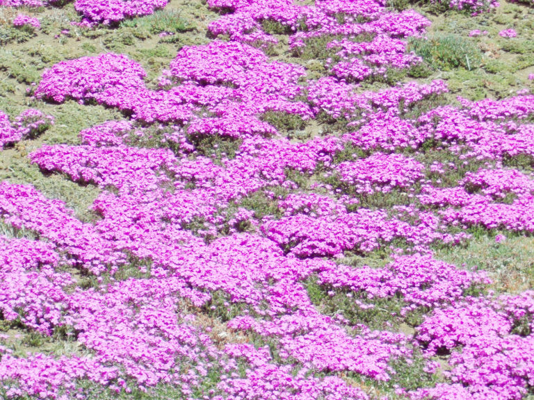 デイサービス桐花園