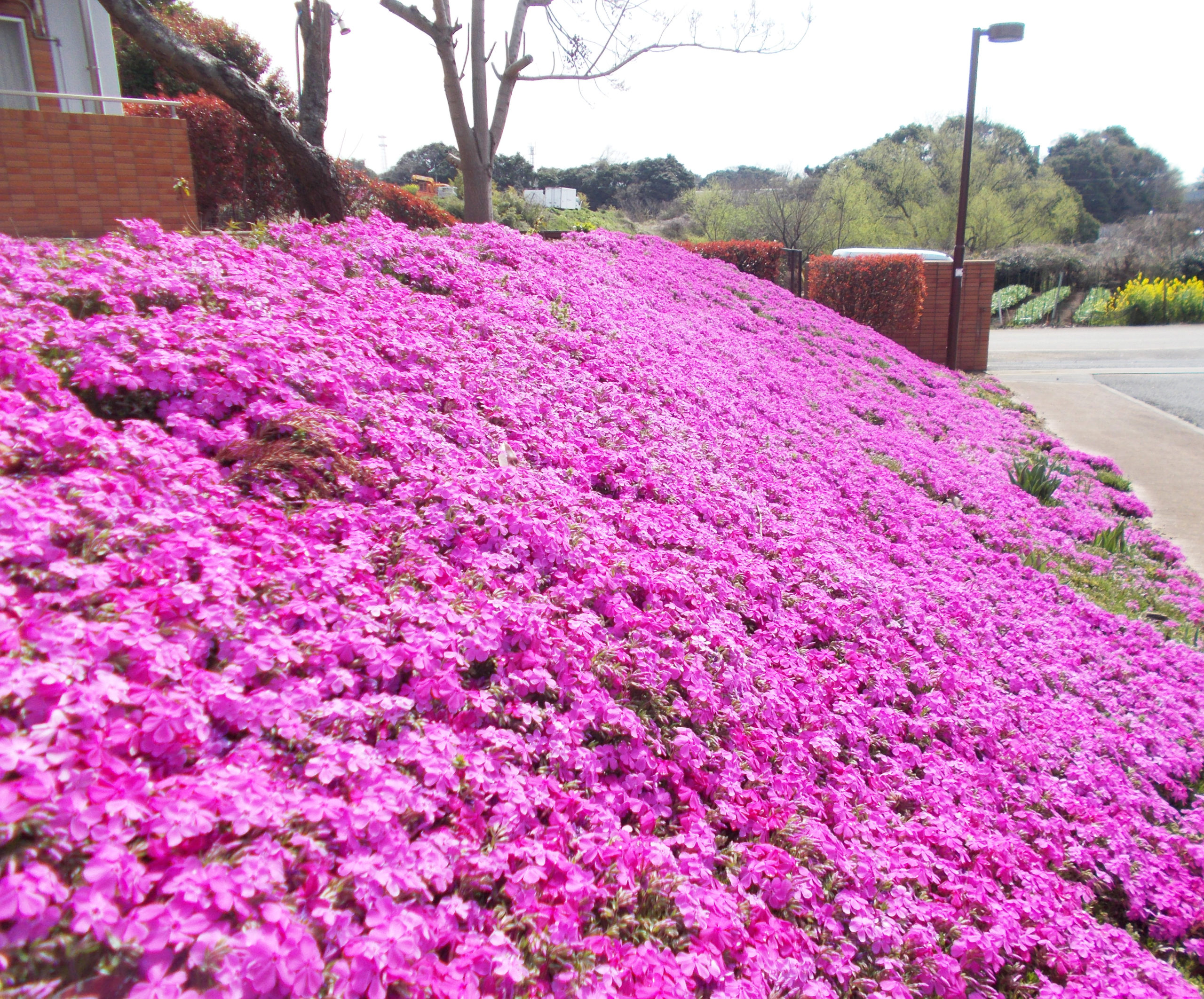 特別養護老人ホーム桐花園