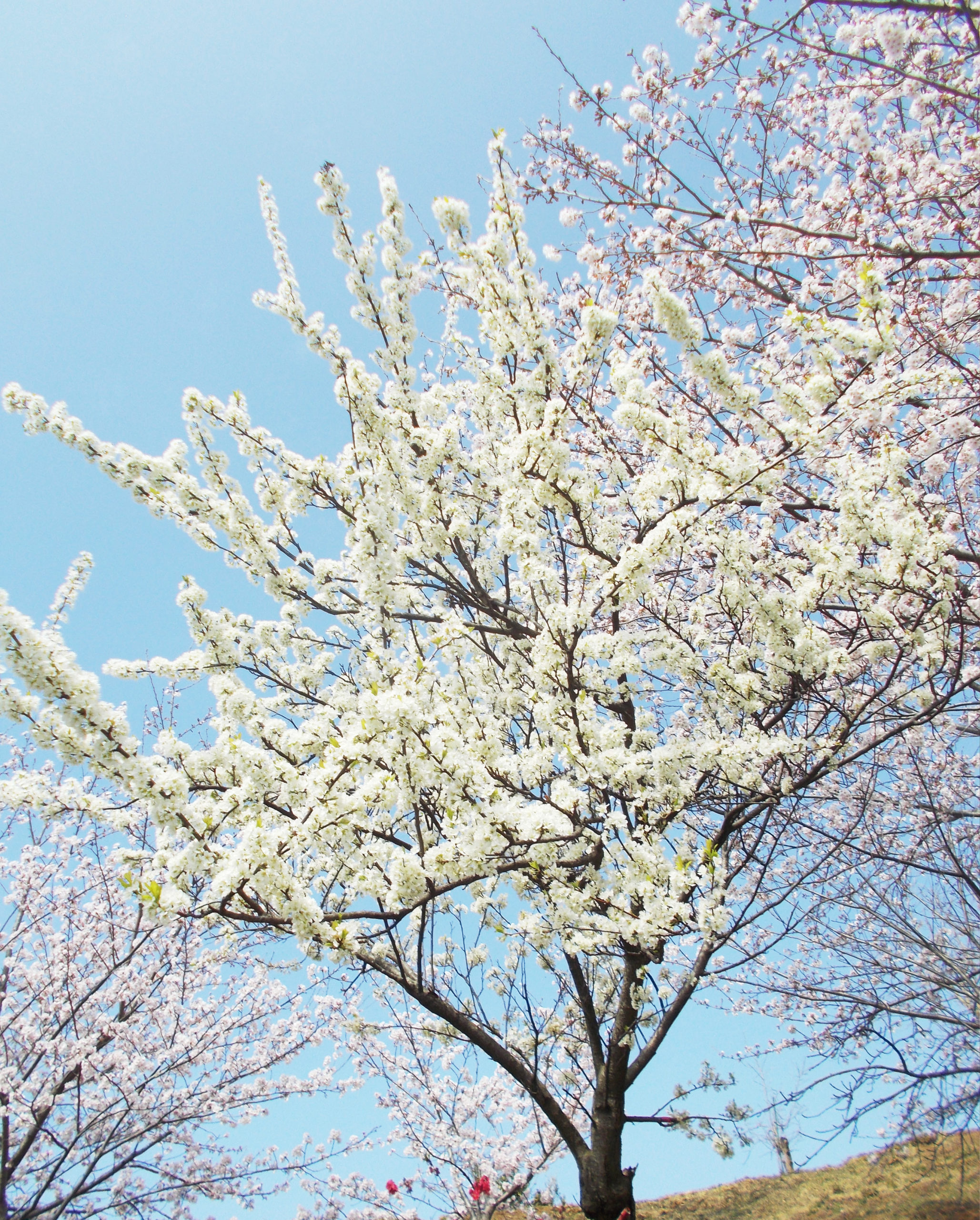 特別養護老人ホーム桐花園