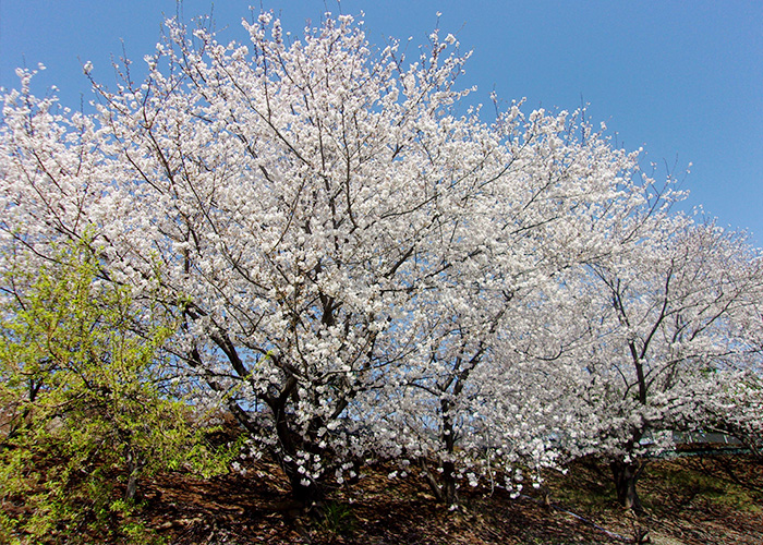 デイサービスセンター桐花園の桜