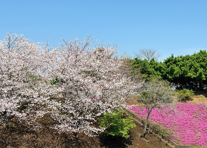 特別養護老人ホーム桐花園の庭園